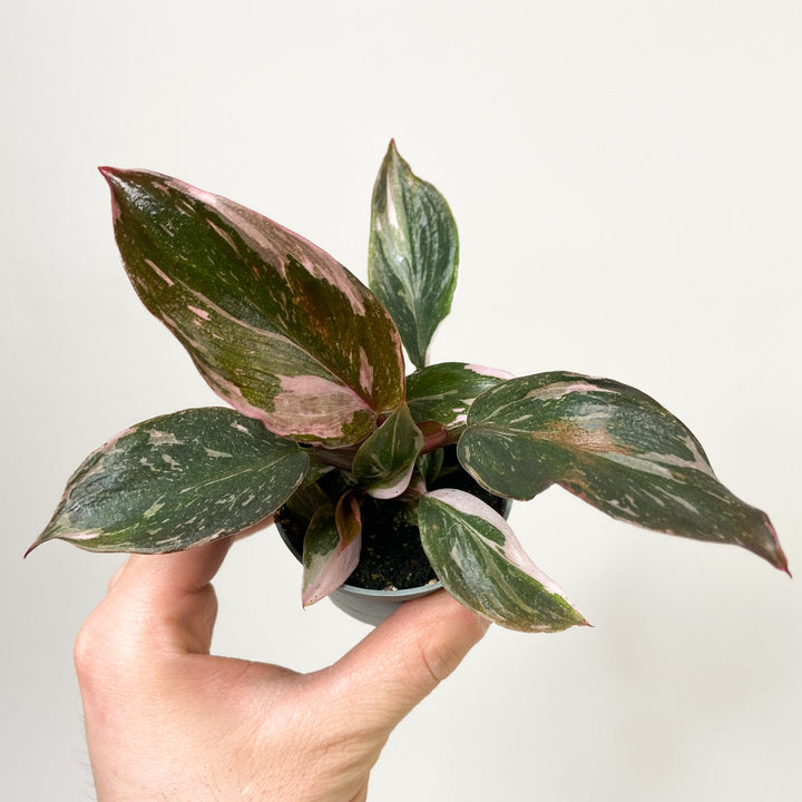 Philodendron Pink Princess 'Marble' - Babypflanze Foliage Dreams