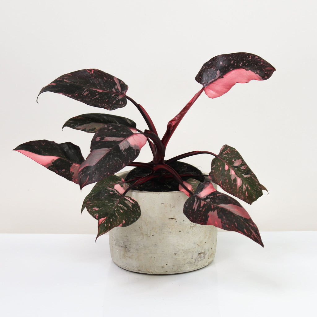philodendron giftig Philodendron Pink Princess – Foliage Dreams