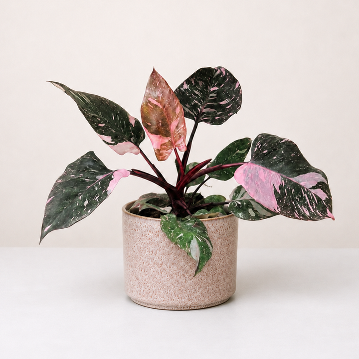 Philodendron Pink Princess L Foliage Dreams