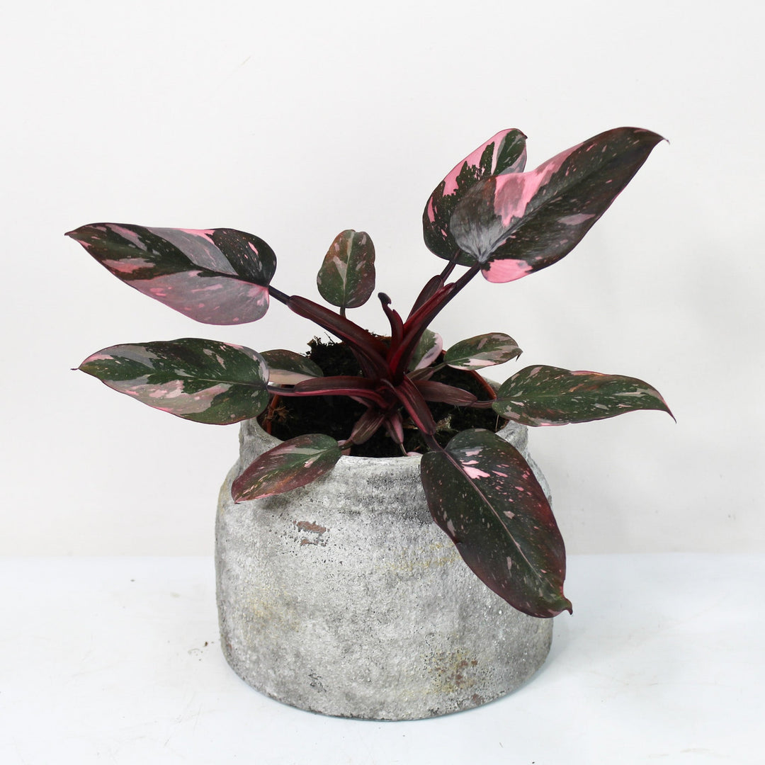 Philodendron Pink Princess M Foliage Dreams