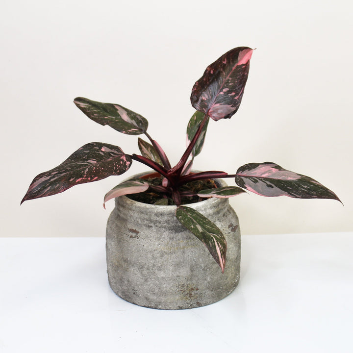 Philodendron Pink Princess M Foliage Dreams