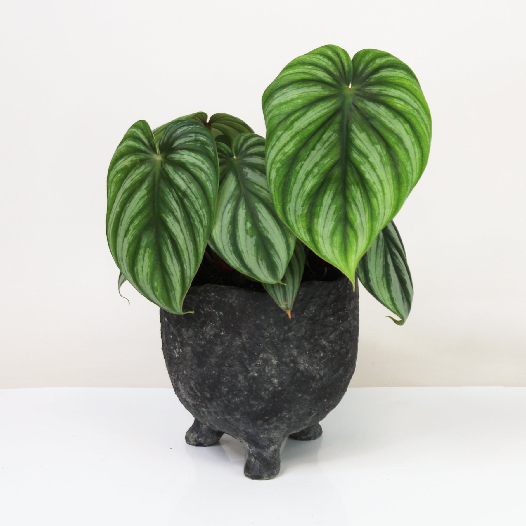 Philodendron Plowmanii Citrus – Foliage Dreams