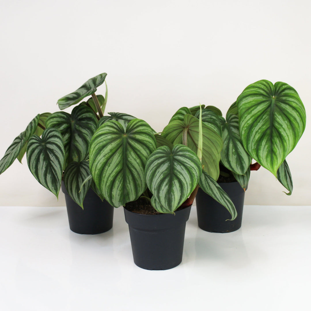 Philodendron Plowmanii Citrus M Foliage Dreams