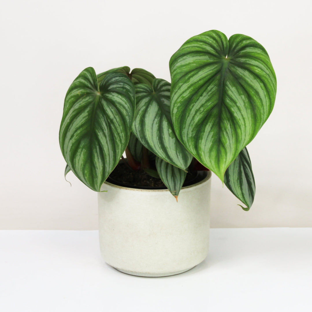 Philodendron Plowmanii Citrus M Foliage Dreams