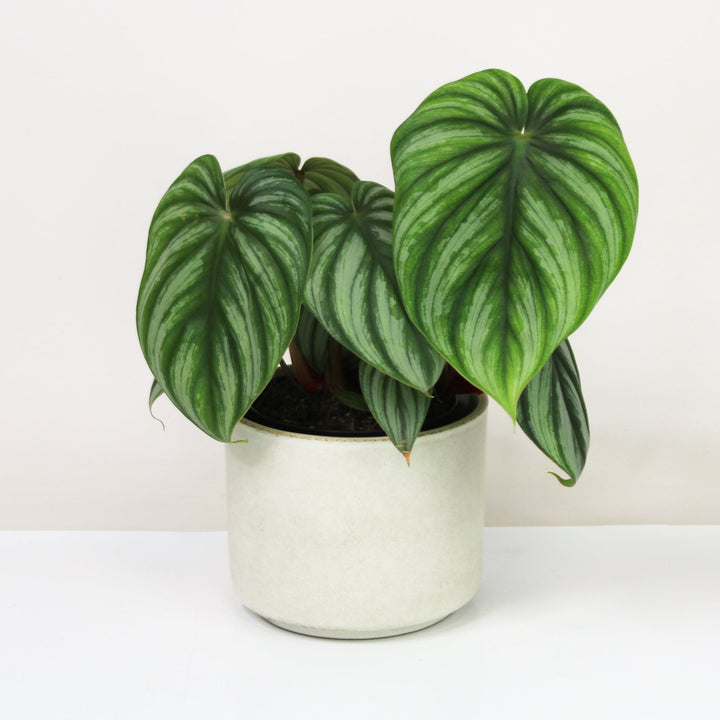 Philodendron Plowmanii Citrus M Foliage Dreams