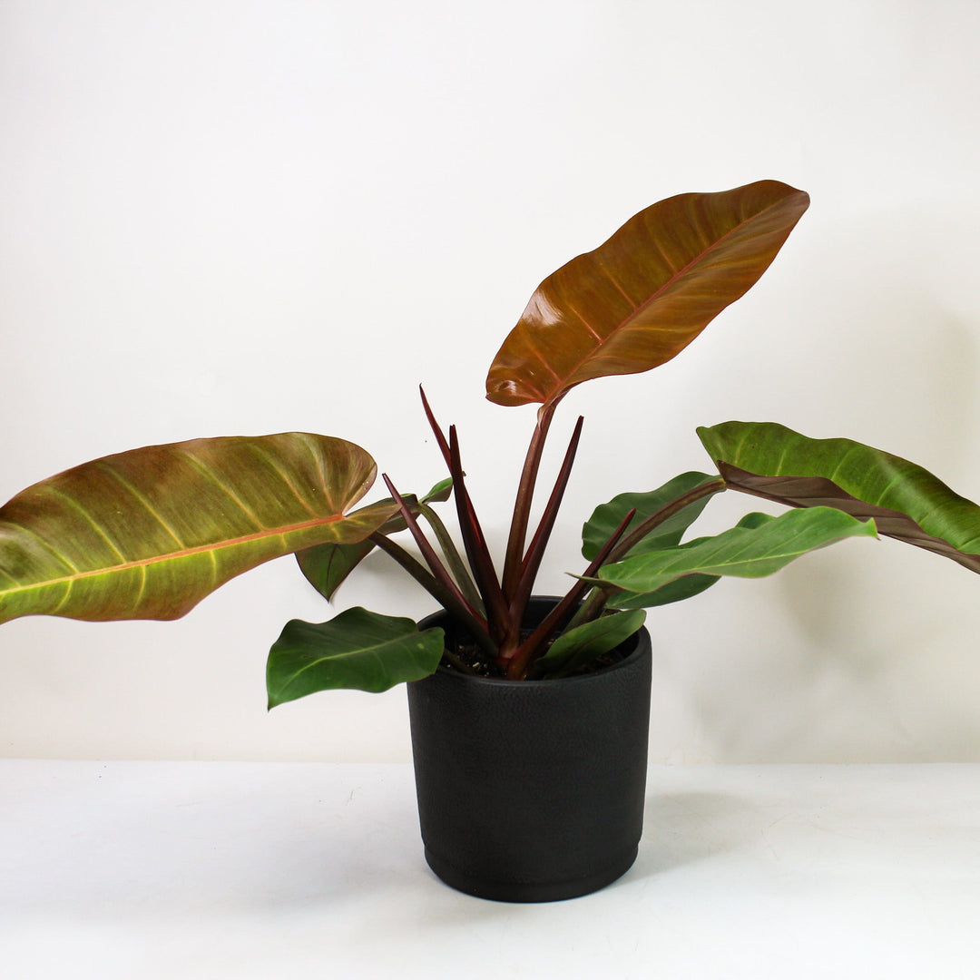 Philodendron Prince of Orange XL Foliage Dreams