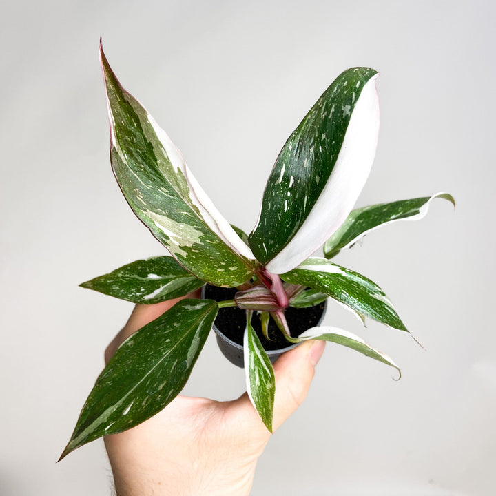 Philodendron Red Anderson Variegata - Babypflanze Foliage Dreams