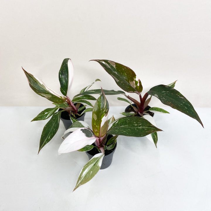 Philodendron Red Anderson Variegata - Babypflanze Foliage Dreams