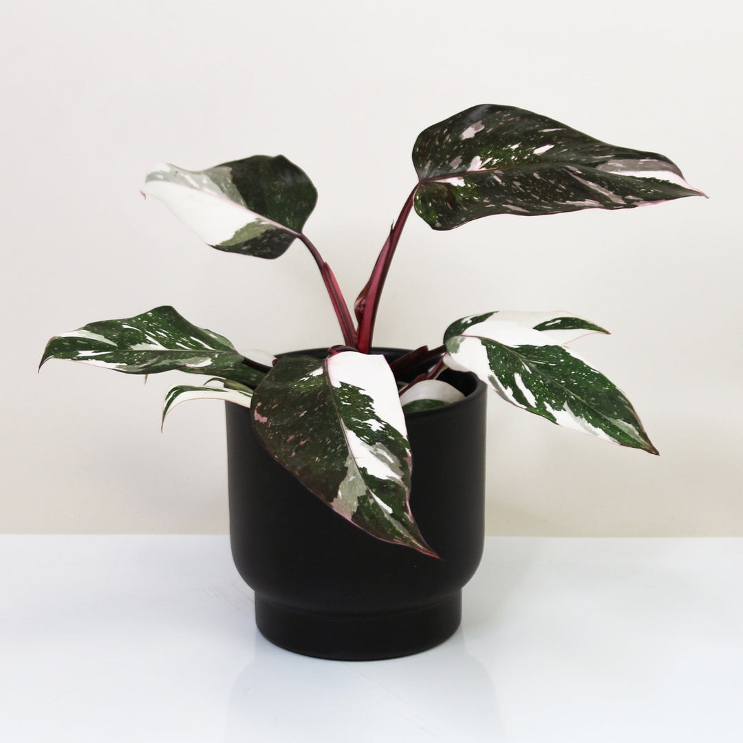 Philodendron Red Anderson Variegata Foliage Dreams