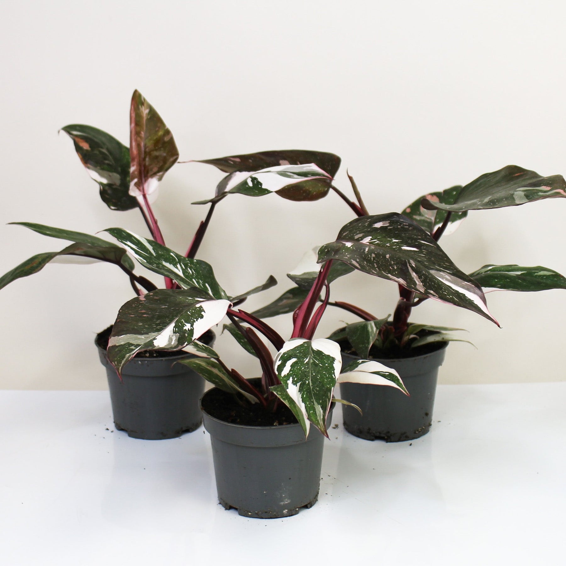 philodendron red anderson variegata Philodendron Red Anderson Variegata – Foliage Dreams
