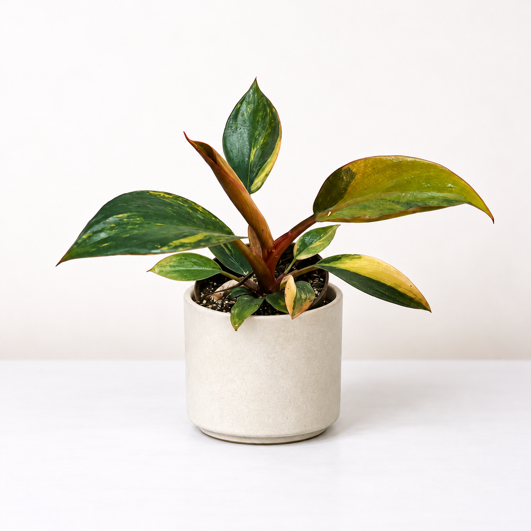 Philodendron Red Congo variegata - Babypflanze Foliage Dreams
