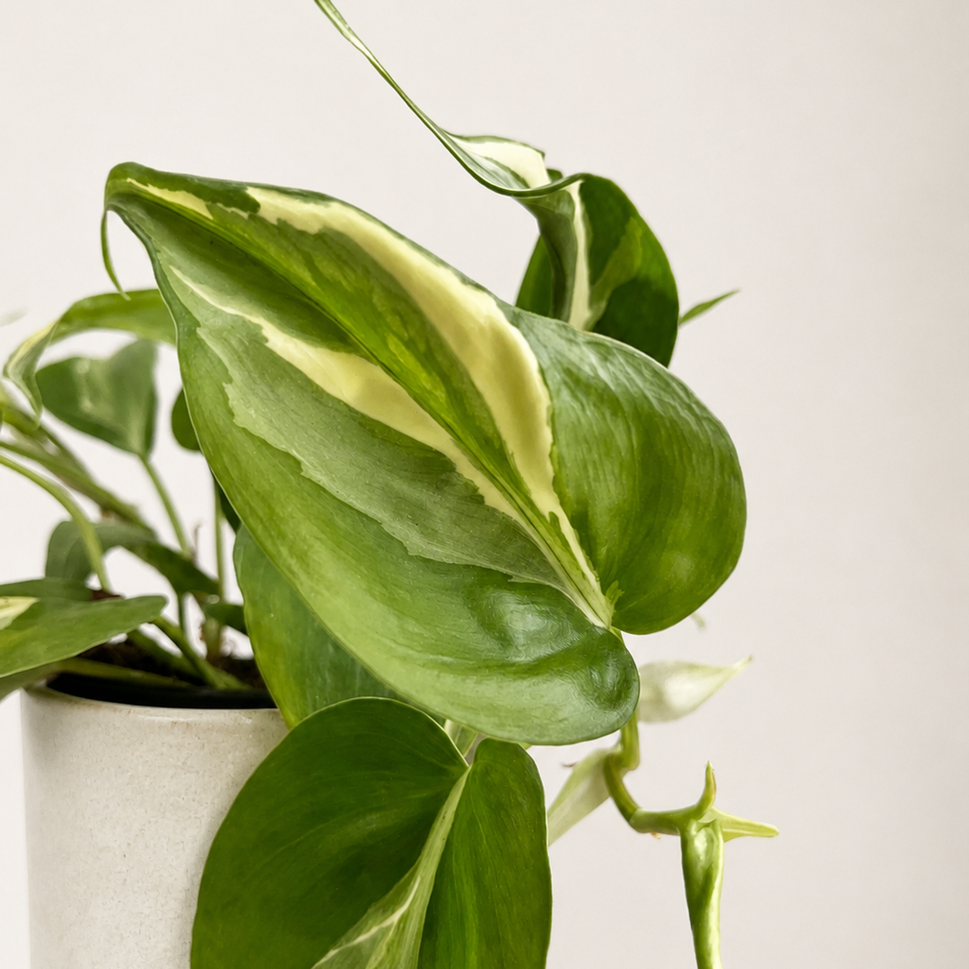 Philodendron Rio Foliage Dreams