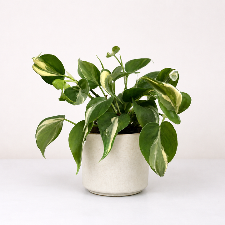 Philodendron Rio Foliage Dreams