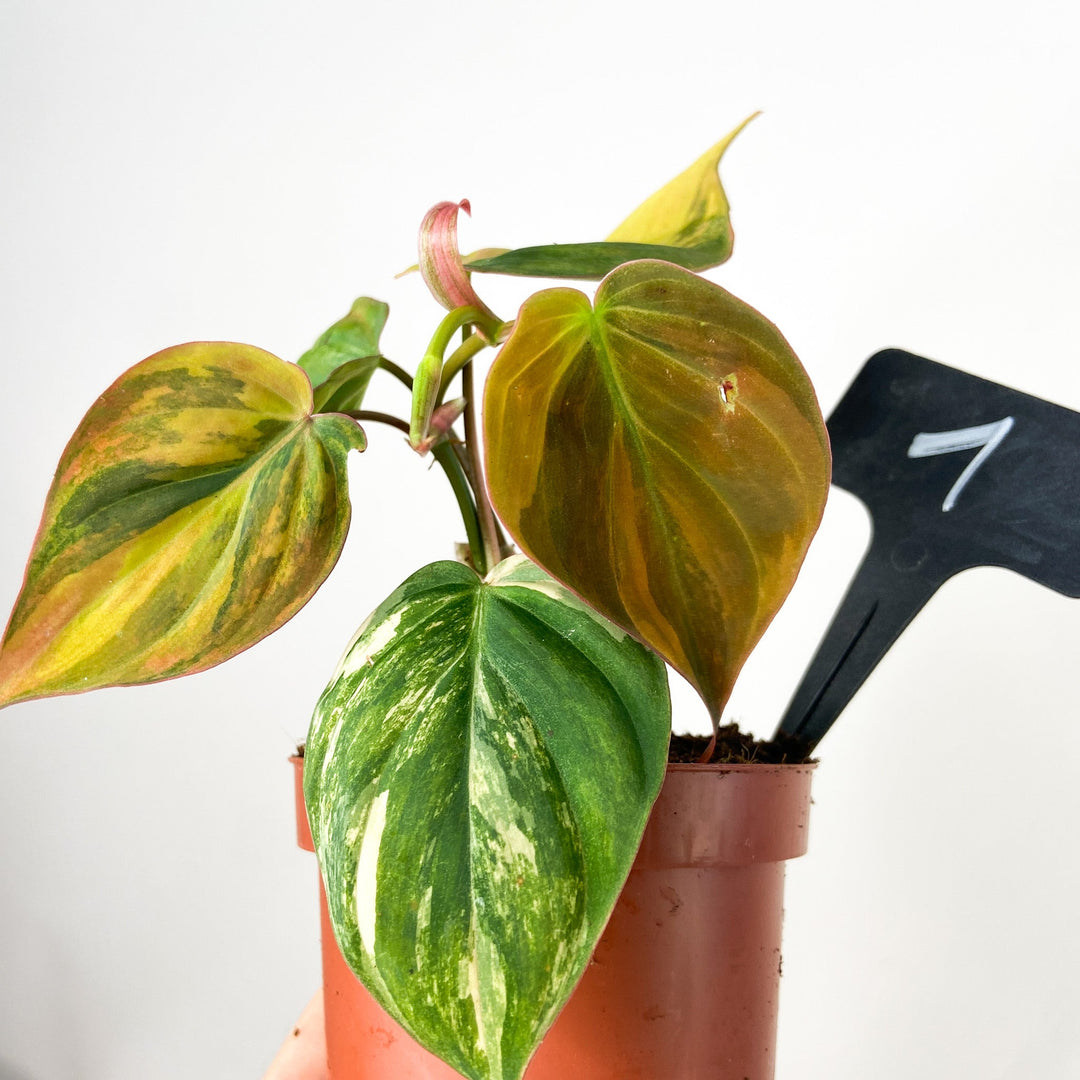 Philodendron Scandens Micans Variegata Foliage Dreams