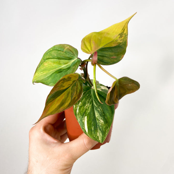 Philodendron Scandens Micans Variegata Foliage Dreams