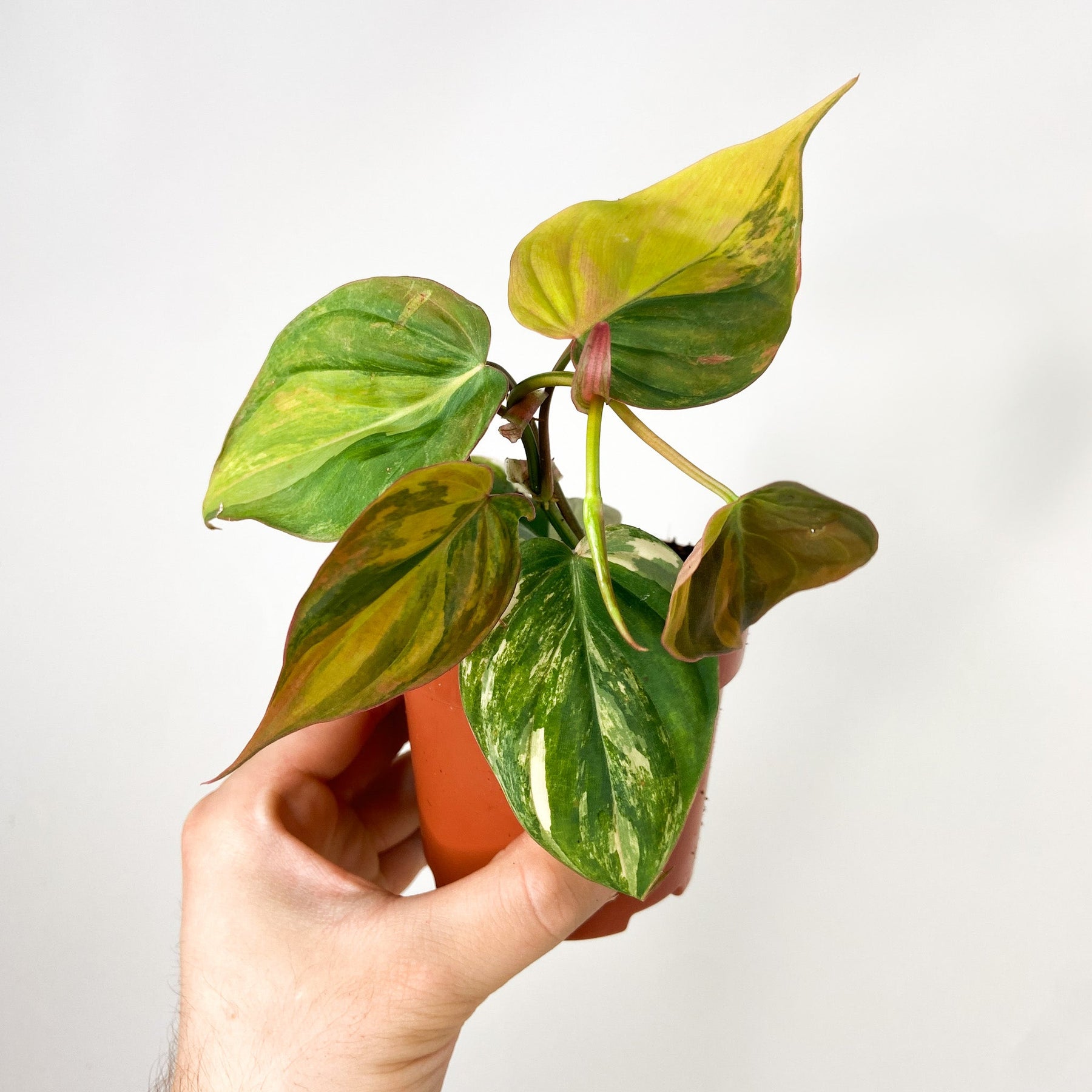 philodendron scandens variegata Philodendron Scandens Micans Variegata – Foliage Dreams