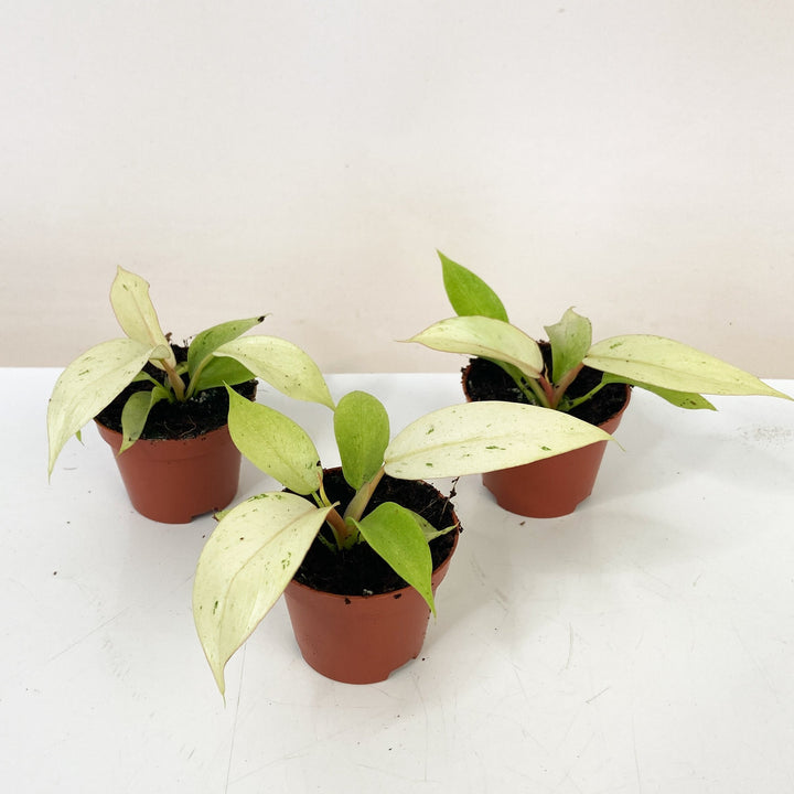 Philodendron Snowdrift - Babypflanze Foliage Dreams
