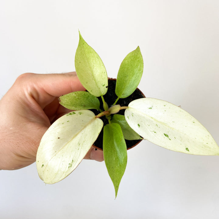 Philodendron Snowdrift - Babypflanze Foliage Dreams