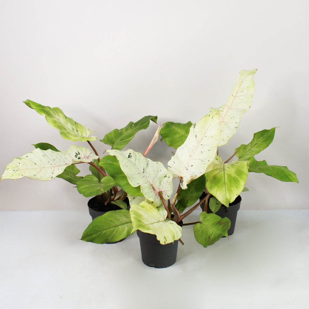 Philodendron Snowdrift Foliage Dreams