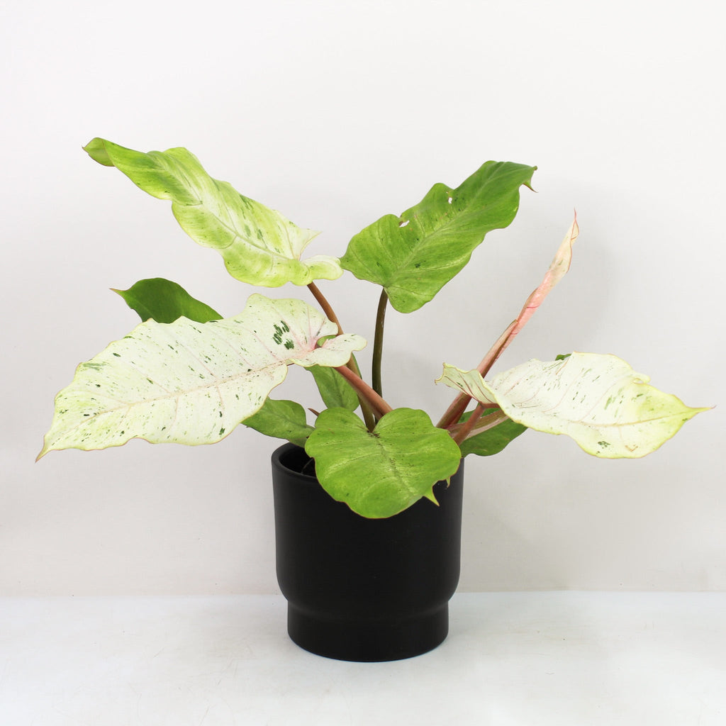 philodendron verliert blätter Philodendron Snowdrift – Foliage Dreams