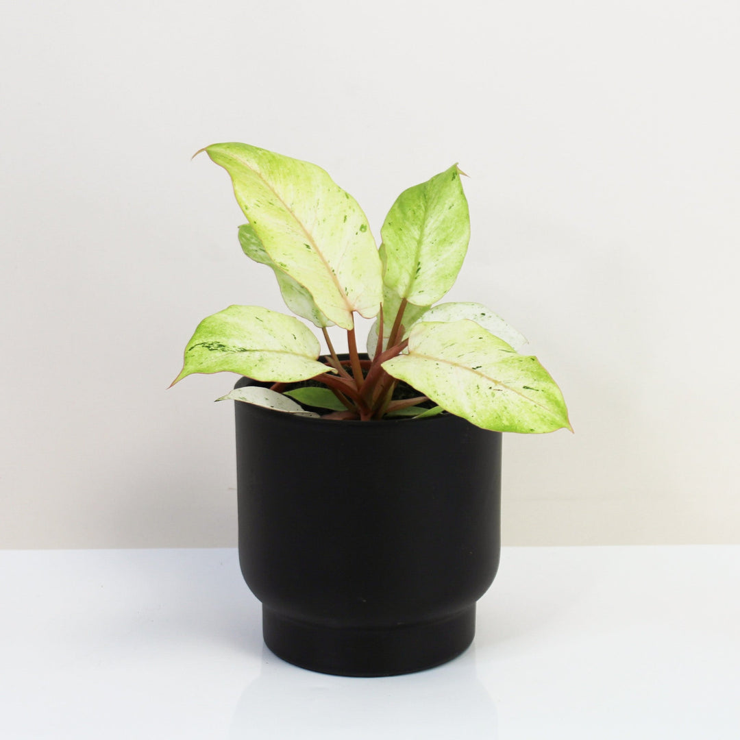 Philodendron Snowdrift M Foliage Dreams