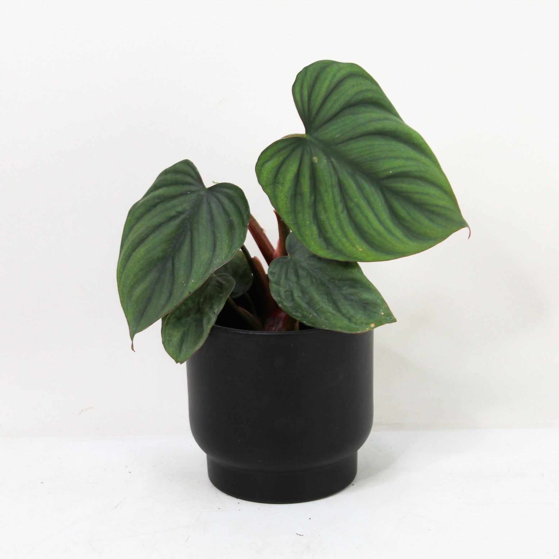 philodendron columbianum Philodendron sp Colombia – Foliage Dreams