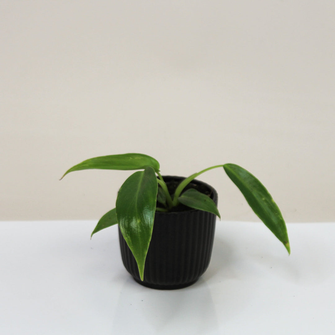 Philodendron Spiritus Sancti - Babypflanze Foliage Dreams