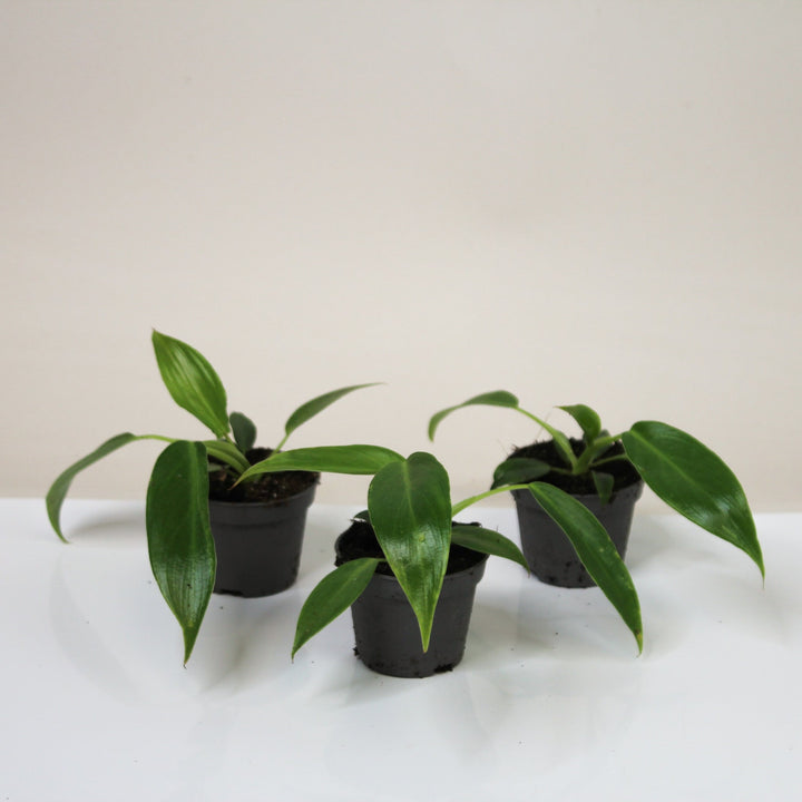 Philodendron Spiritus Sancti - Babypflanze Foliage Dreams