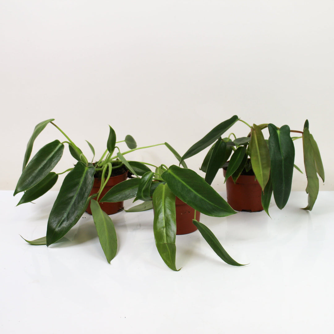 Philodendron Spiritus Sancti M Foliage Dreams