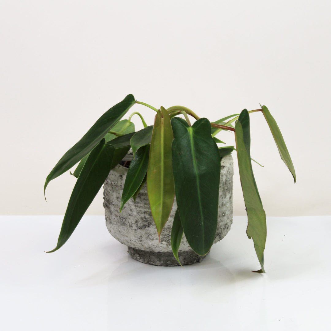 Philodendron Spiritus Sancti M Foliage Dreams