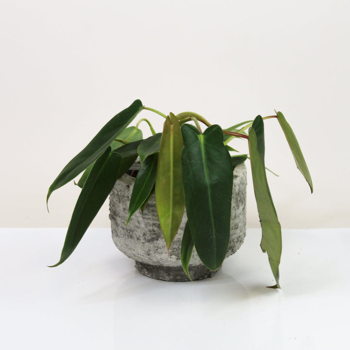 Philodendron Spiritus Sancti M Foliage Dreams
