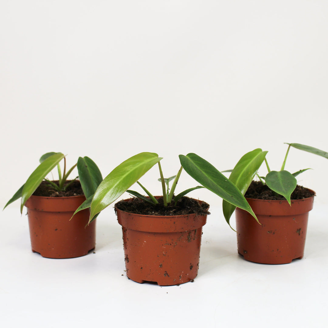 Philodendron Spiritus Sancti M Foliage Dreams