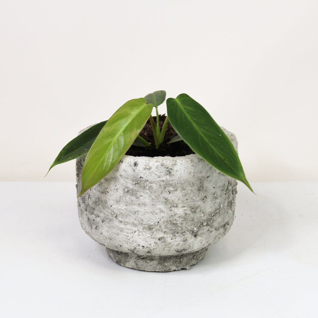 Philodendron Spiritus Sancti M Foliage Dreams