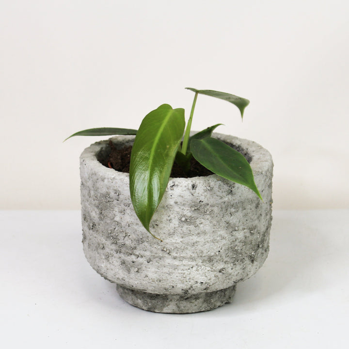 Philodendron Spiritus Sancti M Foliage Dreams