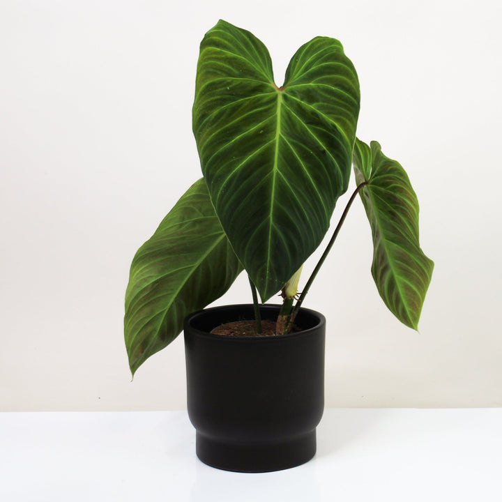 Philodendron Splendid Foliage Dreams