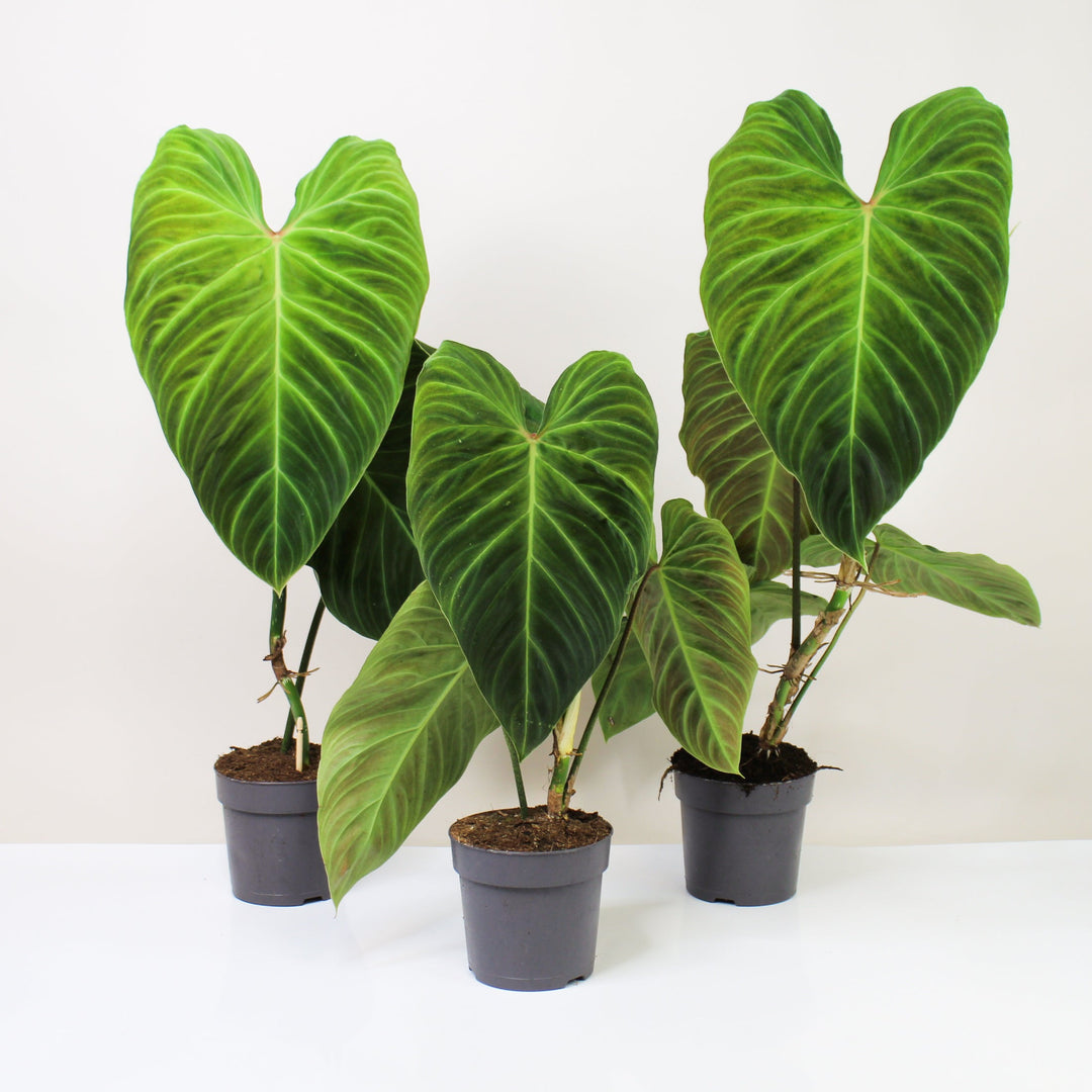 Philodendron Splendid Foliage Dreams
