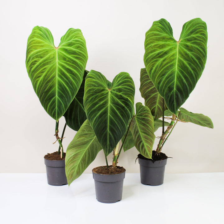 Philodendron Splendid Foliage Dreams