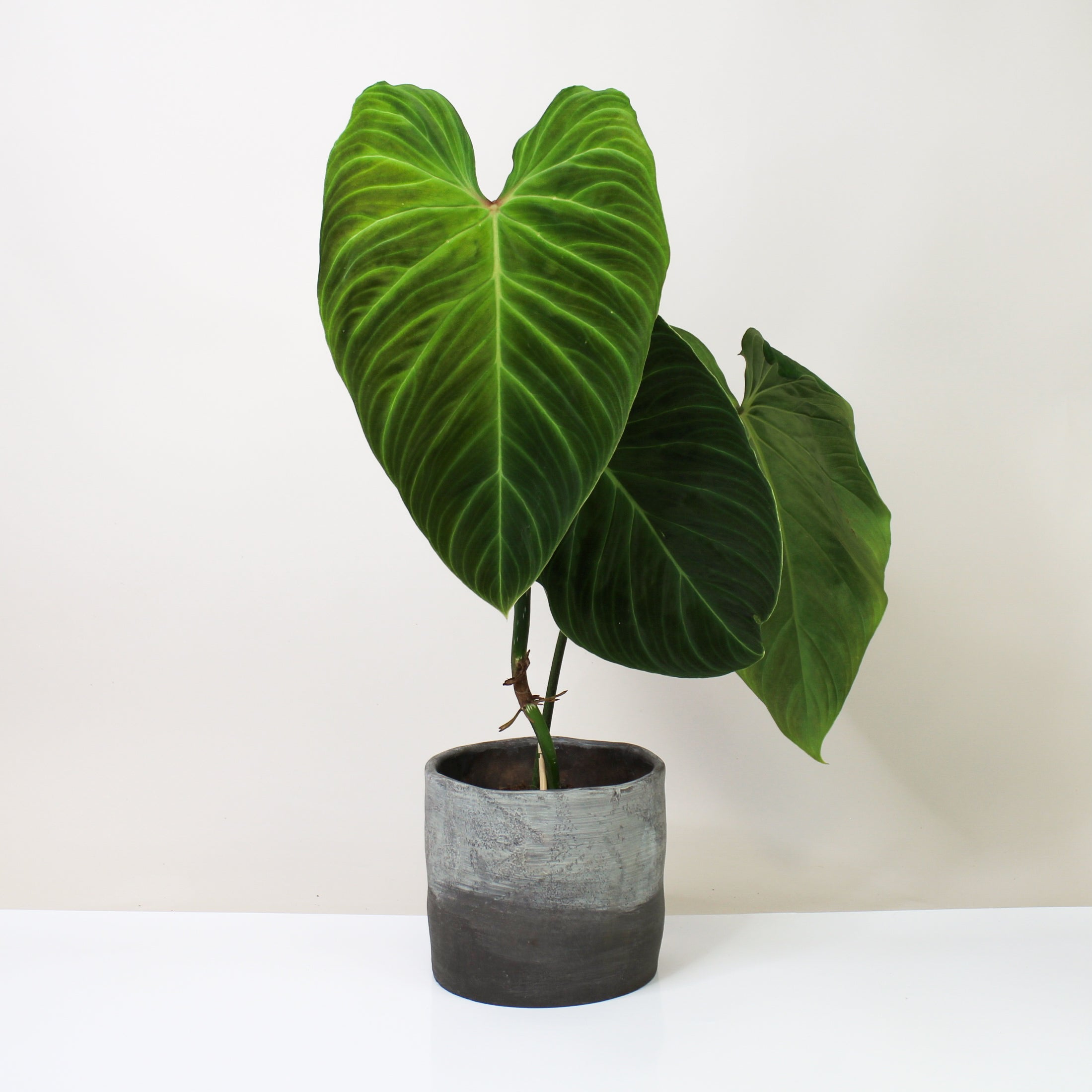 Philodendron Splendid - L