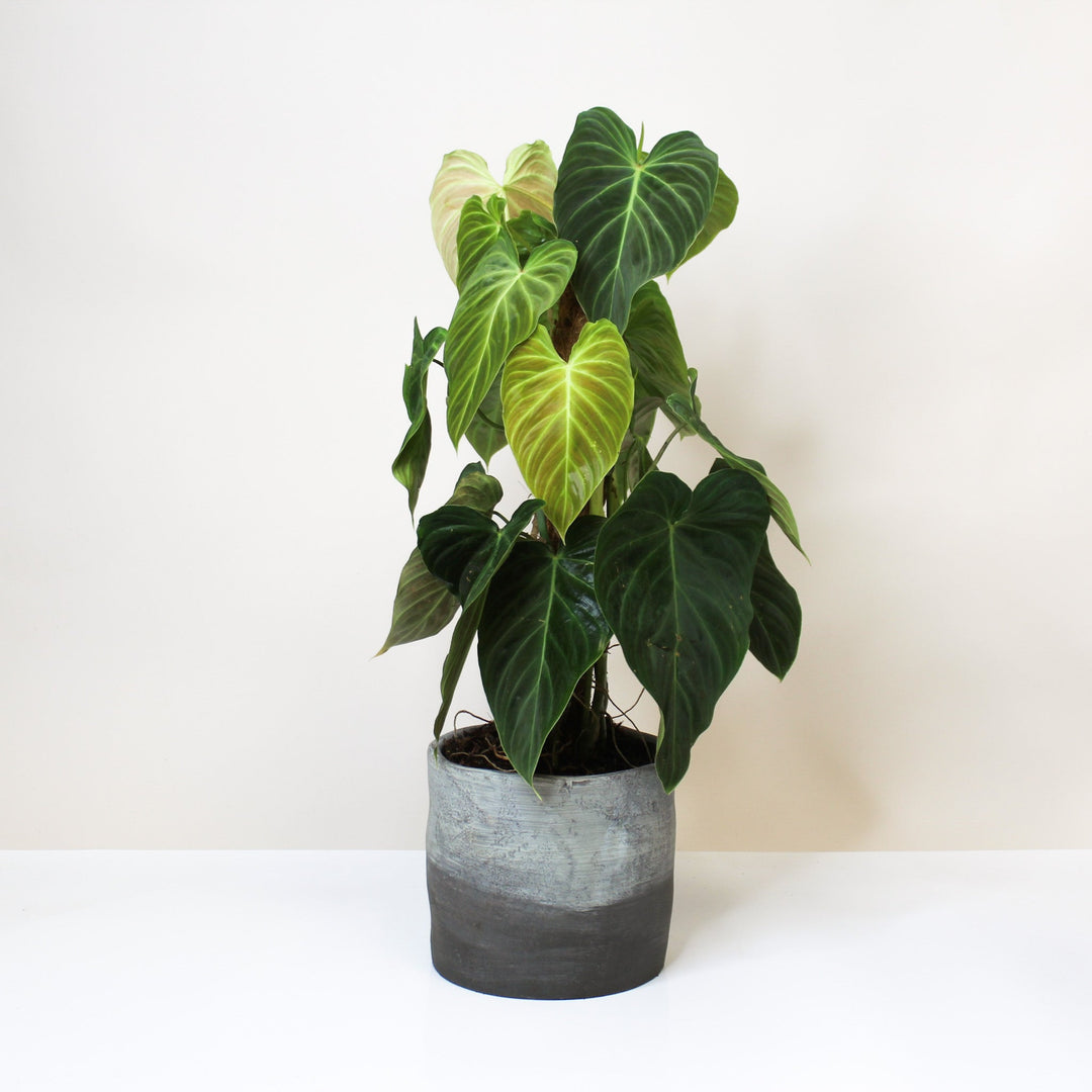 Philodendron Splendid L Foliage Dreams