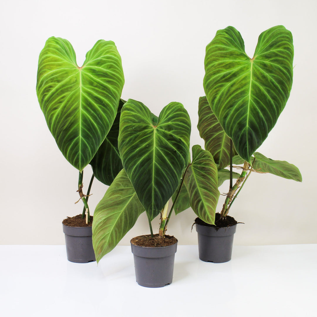 Philodendron Splendid L Foliage Dreams