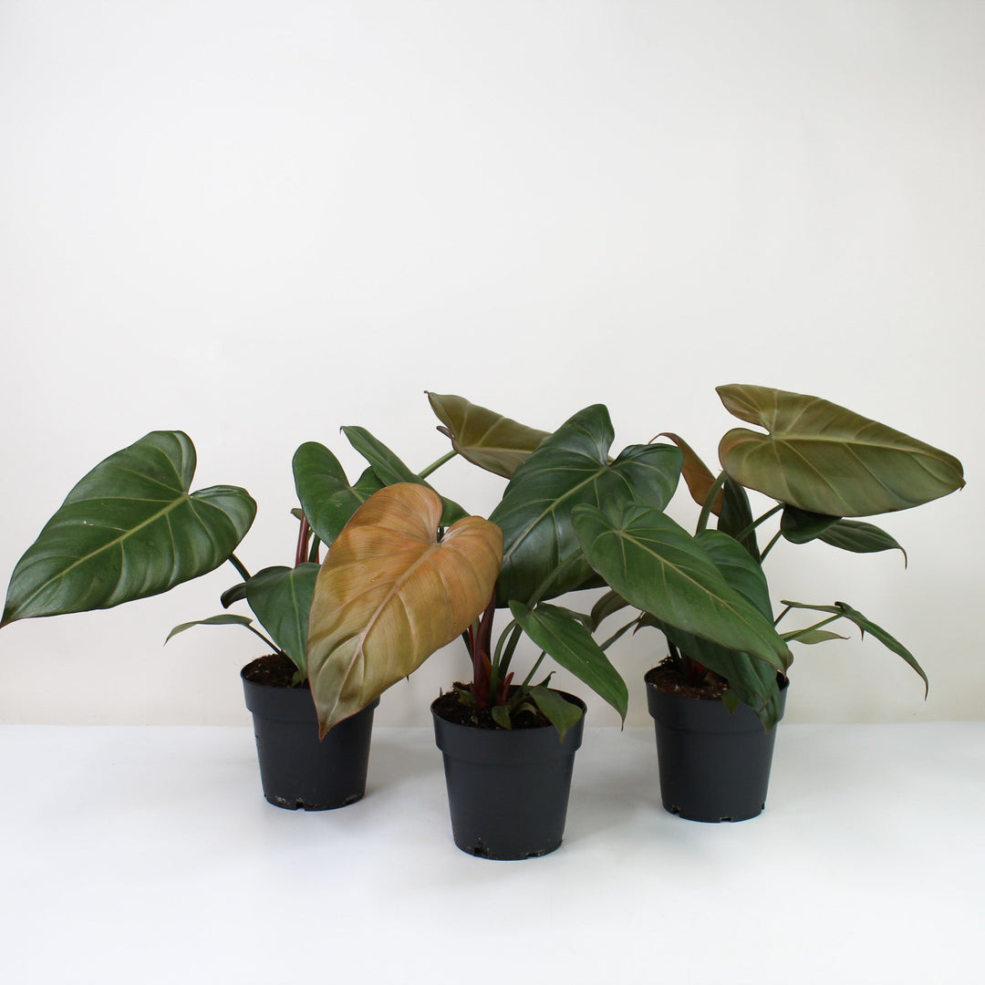 Philodendron Summer Glory M Foliage Dreams