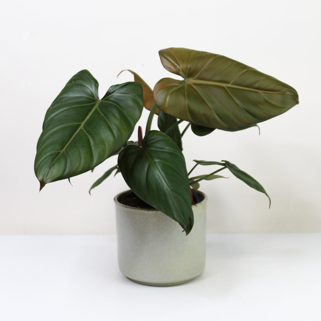 Philodendron Summer Glory M Foliage Dreams