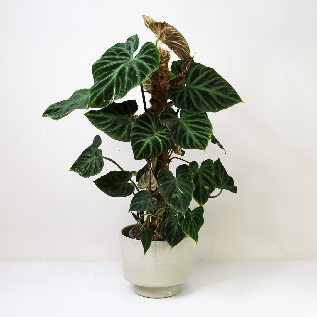 Philodendron Verrucosum Foliage Dreams