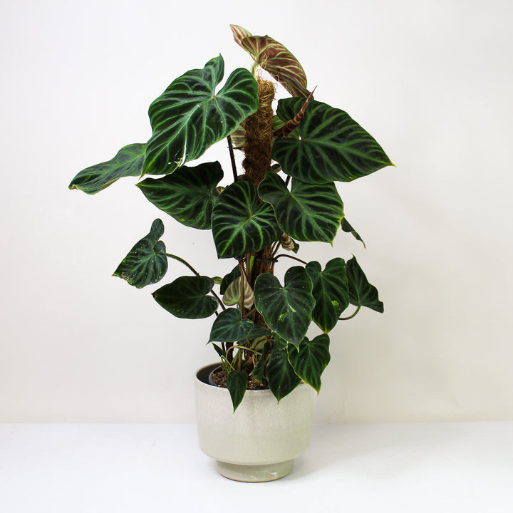 Philodendron Verrucosum Foliage Dreams