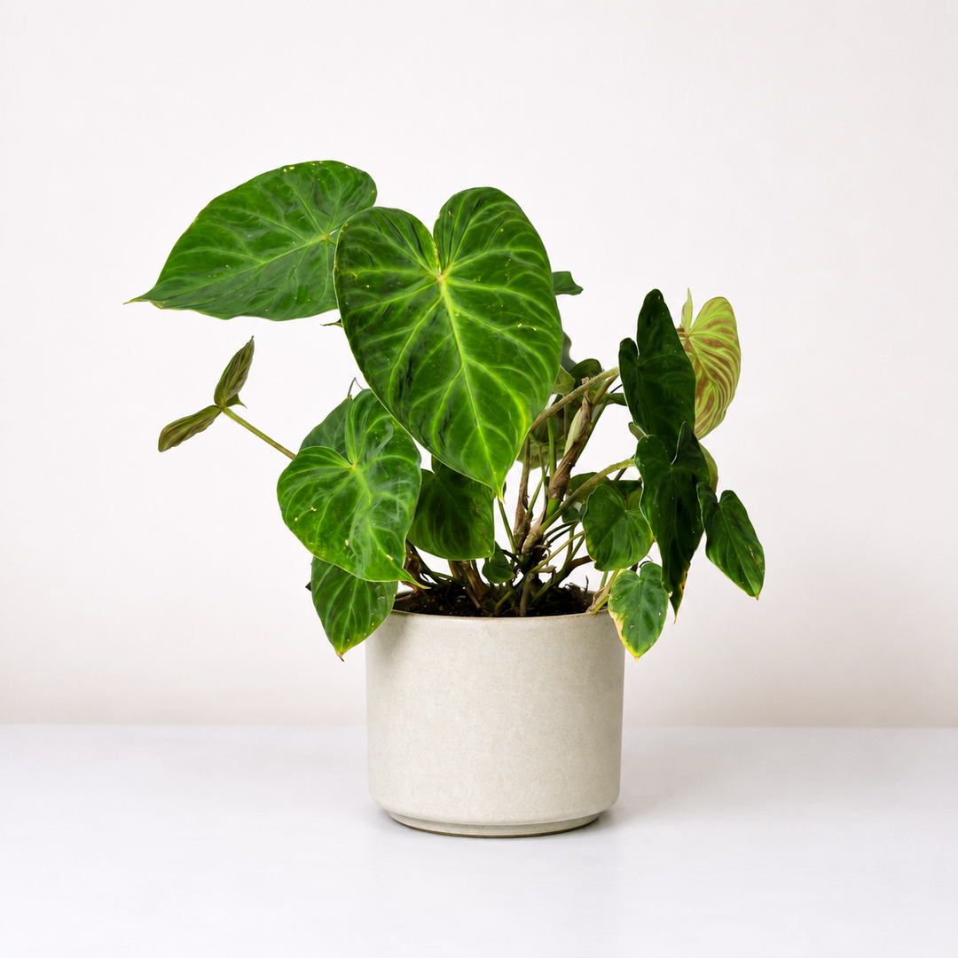 Philodendron Verrucosum L Foliage Dreams
