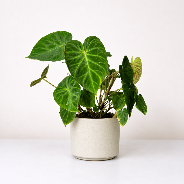 Philodendron Verrucosum L Foliage Dreams