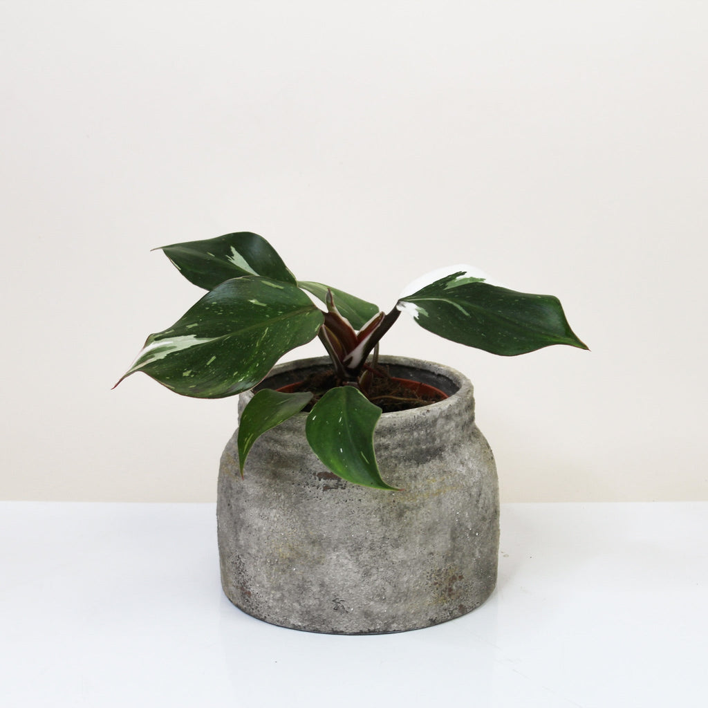 Philodendron White Knight – Foliage Dreams
