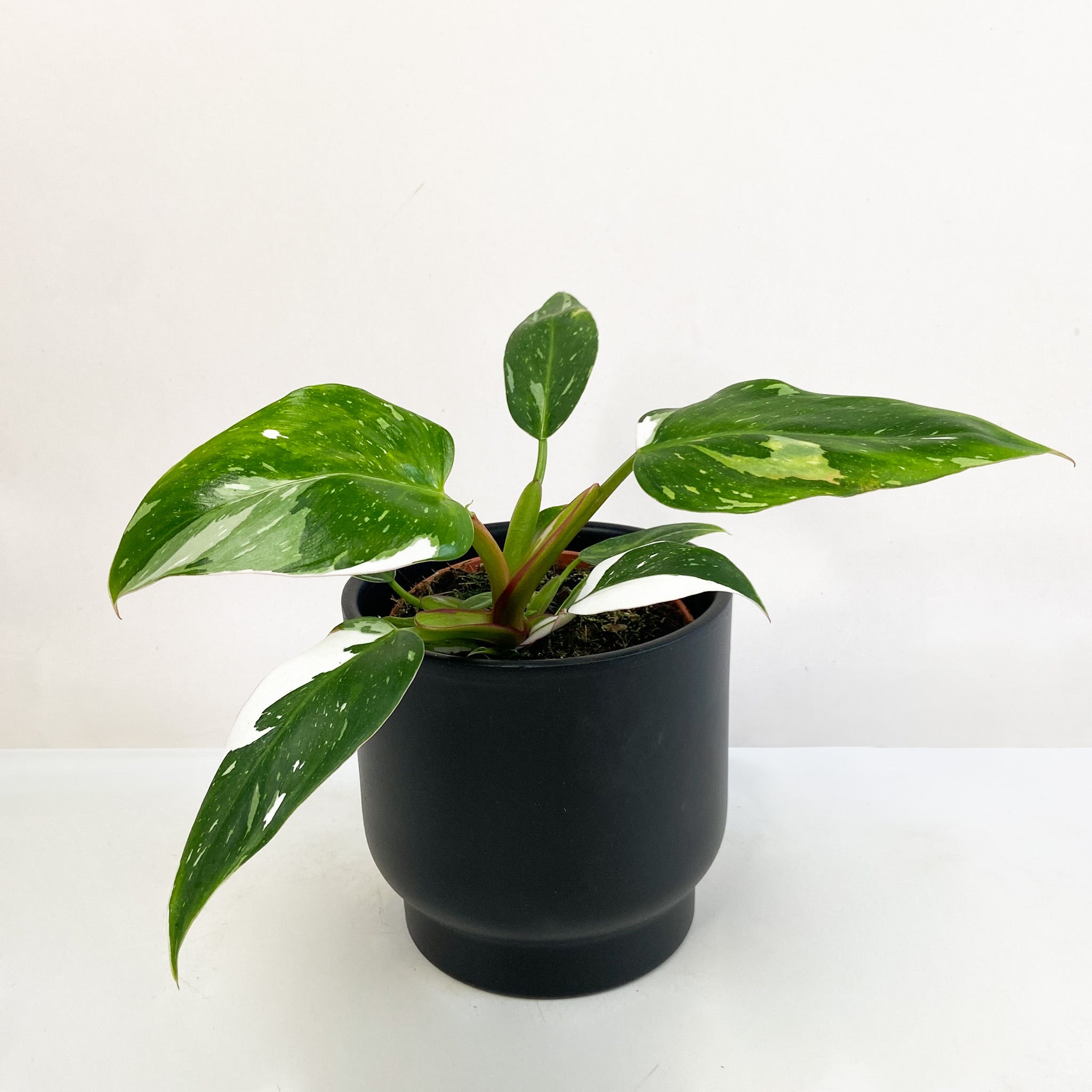 Philodendron White Princess  Foliage Dreams
