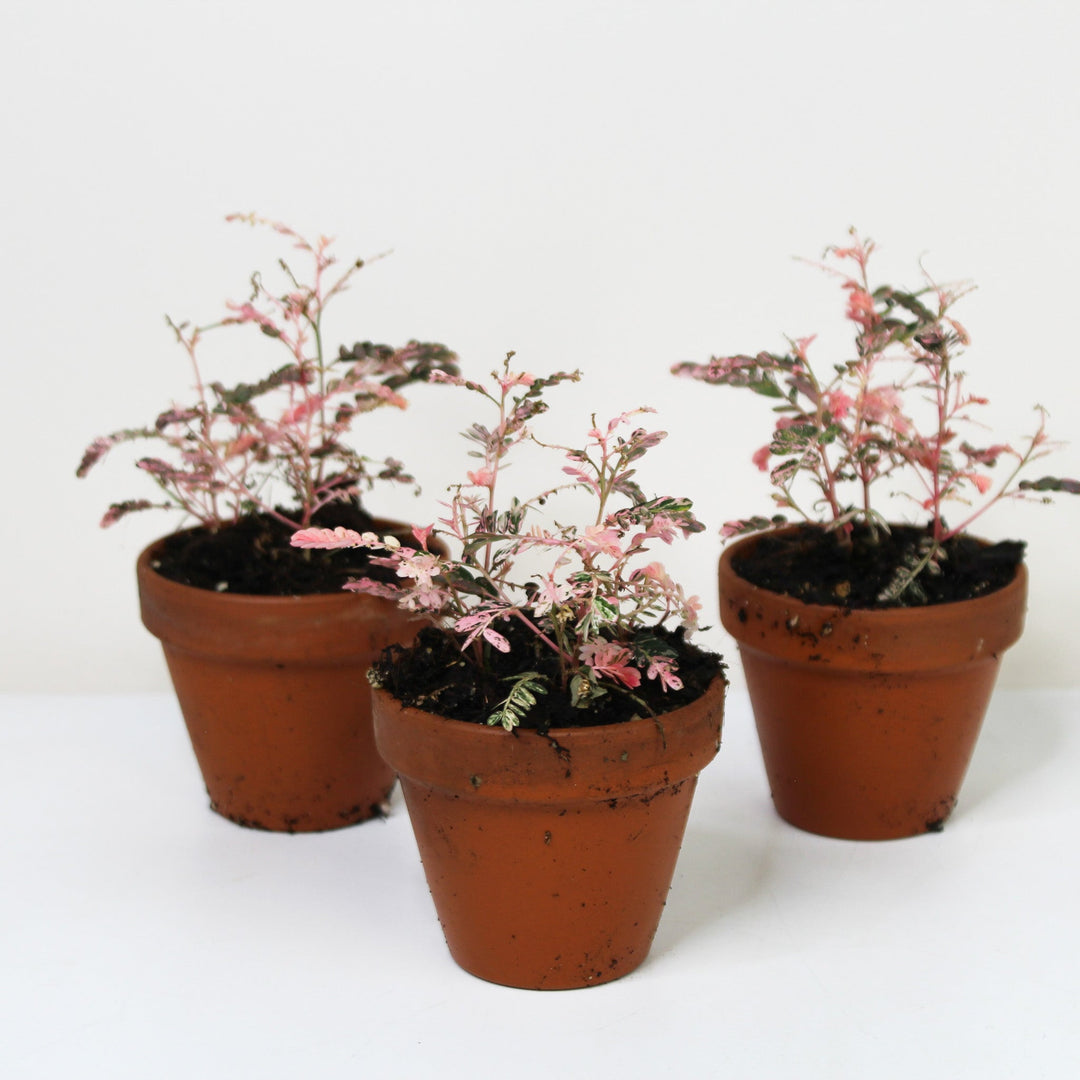 Phyllanthus Urinaria Pink Variegata S Foliage Dreams