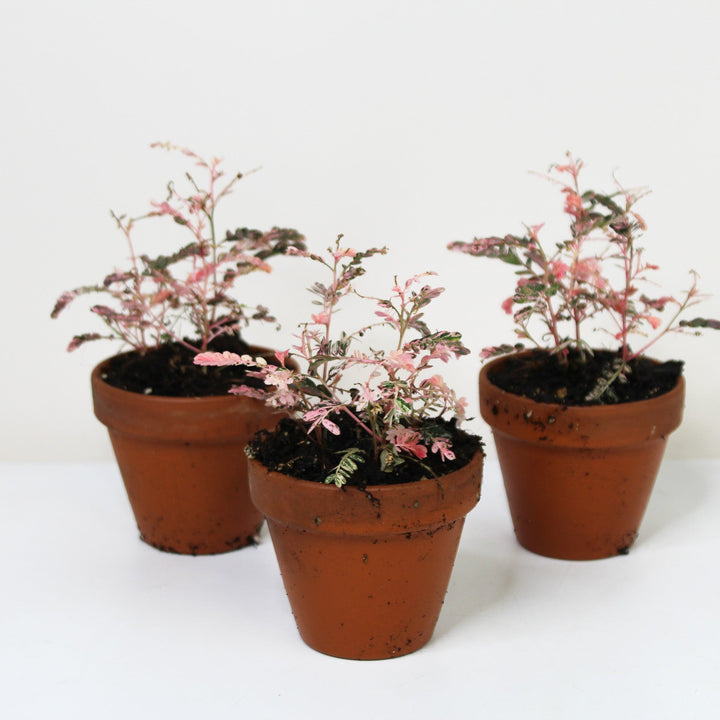 Phyllanthus Urinaria Pink Variegata S Foliage Dreams